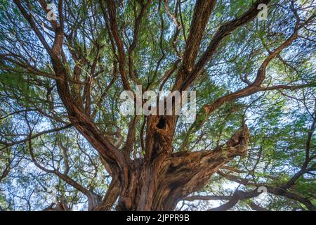 The Tule tree from Santa Maria del Tule, Mexico. The Biggest tree in Latin America is over 2000 years old Stock Photo