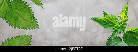 Banner made from Fresh green nettle leaves on gray background. Straight view, bright light. Medicinal plant. Natural composition with Copy Space for text. Soft Selective focus. Stock Photo