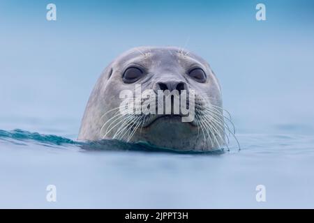 Harbour Seal (Phoca vitulina), close-up of an adult, Southern region, Iceland Stock Photo