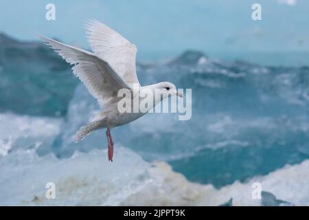 Iceland Gull (Larus glaucoides). side view of a juvenile in flight, Southern Region, Iceland Stock Photo