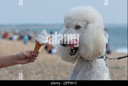 STANDARD POODLE HARLAND ENJOYS AN ICE CREAM ON THE BEACH AT SOUTHSEA, HAMPSHIRE. PIC. MIKE WALKER, 2011 MIKE WALKER PICTURES, Stock Photo