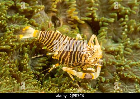 The bumblebee shrimp, Gnathophyllum americanum, is similar in coloration to a brightly colored bumblebee, and can grow up to 1 inch in length, Philipp Stock Photo