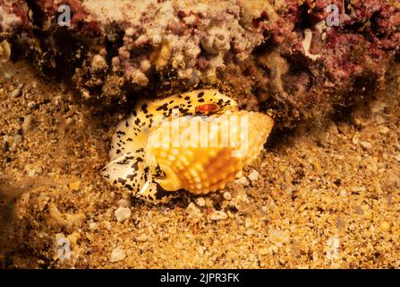 The red operculum is visible in the foot above the rear shell of this pimpled basket, Nassarius papillosus, which is also referred to as a dog whelk, Stock Photo