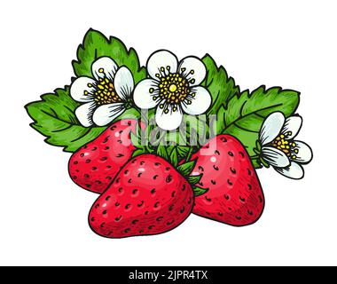 Sweet strawberry hand drawn color sketch. Forest wild red berries. Cartoon healthy fresh farm organic berry. Blooming bush with strawberries flowers g Stock Vector