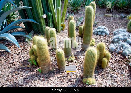 Notocactus Parodia Leninghausii Plant in a Greenhouse Stock Photo