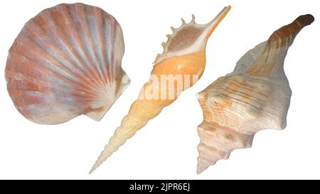 Illustration of three seashells isolated on white background with clipping paths Stock Photo