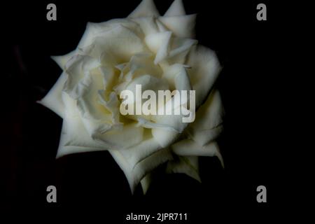 Soft focus white rose flower on black background Stock Photo
