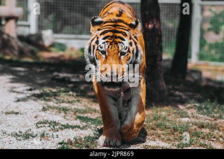 Indian, tiger, Ranthambore,ZOO. Slovakia Stock Photo