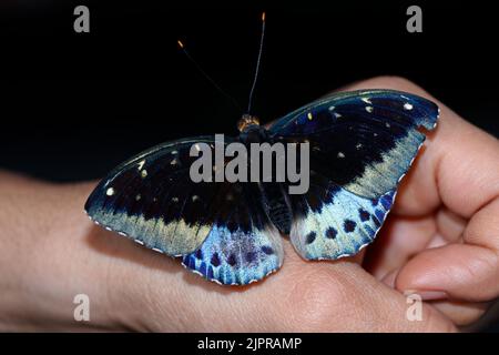 beautiful blue clipper butterfly sitting on a hand Stock Photo