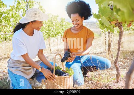 Grapes vineyard, agriculture farmer or nutritionist worker working with fresh black fruit on farm land or countryside. Happy black woman in Stock Photo
