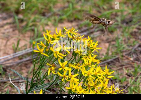 White-lined sphinx moth (Hyles lineata), Canyonlands National Park, Utah. Stock Photo