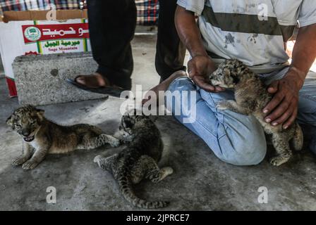 Gaza City, Palestine. 18th Aug, 2022. A Palestinian man shows off the three eight days-old lion cubs at a zoo in the northern of Gaza strip. The lioness gave birth to three cubs five days after Israel and Palestinian militants ended a fierce round of cross-border fighting that saw thundering Israeli airstrikes and Palestinian rocket fire. Credit: SOPA Images Limited/Alamy Live News Stock Photo