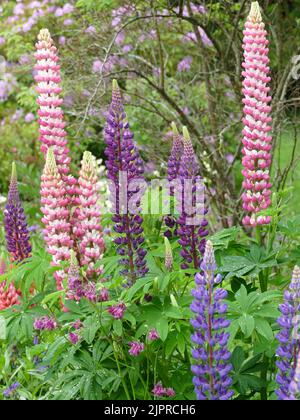 Lupins in a garden Stock Photo