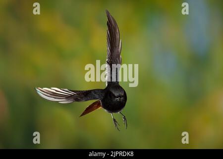 Black Redstart (Phoenicurus ochruros) male in flight, Thuringia, Germany Stock Photo