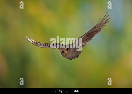 Black Redstart (Phoenicurus ochruros) female in flight, Thuringia, Germany Stock Photo