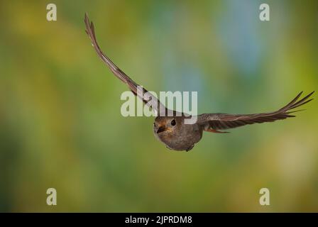 Black Redstart (Phoenicurus ochruros) female in flight, Thuringia, Germany Stock Photo