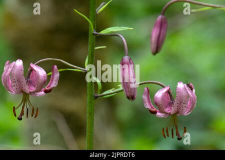 Red beetles, scarlet lily beetle (Lilioceris lilii) feeding on the flowers of the martagon lily (Lilium martagon), Bavaria, Germany Stock Photo