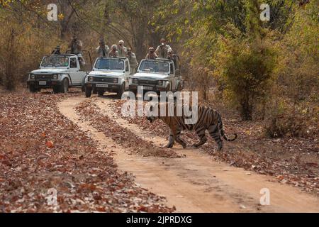 Bengal tiger (Panthera tigris tigris) adult walking on a forest track being watched by a group of tourists, Bandhavgarh, Madhya Pradesh, India Stock Photo