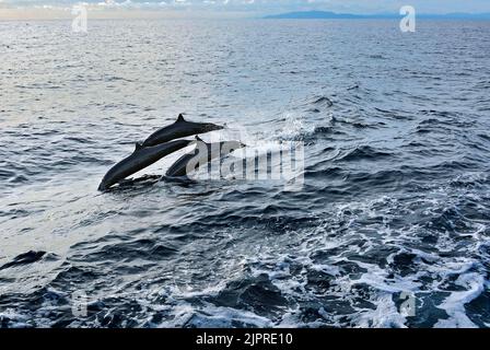 Jumping dolphins, bottlenose dolphins (Tursiops truncatus), Cocos Island, Costa Rica, Central America Stock Photo