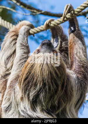 A Two-toed sloth moves slowly along a rope linking two trees in Cheshire seen in August 2022. Stock Photo