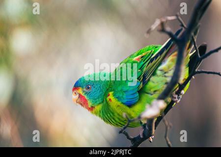 Colorful Swift Parrot sitting on a branch and looking into the camera with cage slightly visible in bokeh at Tiergarten Schönbrunn Zoo in Vienna. Stock Photo