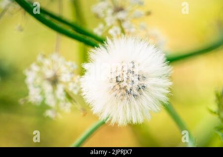 Blooming cat's ear plant in nice light in a park in Vienna, Austria. Stock Photo