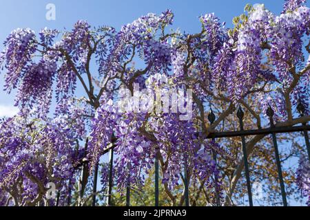 Blue purple flowering Wisteria sinensis tree is climbing a metal fence, Greece. Blooming violet lilac Chinese wisteria tree against blue sky Stock Photo