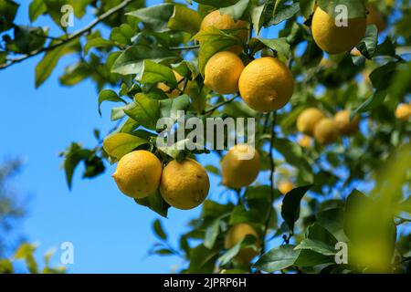 Yellow ripe lemons is hanging on the branch on blue sky background, selective focus. Backyard lemon tree Stock Photo