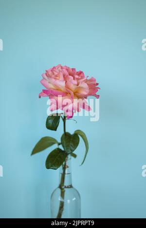 One big pink orange rose flower with selective focus in transparent glass vine bottle against blurred blue stucco plaster wall background. Spring or E Stock Photo
