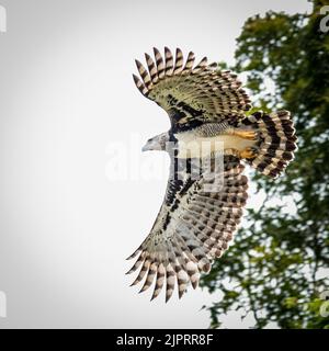 Harpy eagle (Harpia harpyja), Flying Stock Photo