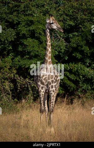 Southern giraffe stands facing camera turning head Stock Photo