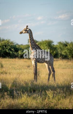 Young southern giraffe stands staring in clearing Stock Photo