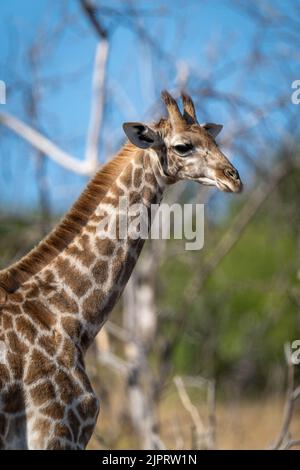 Close-up of young southern giraffe standing staring Stock Photo