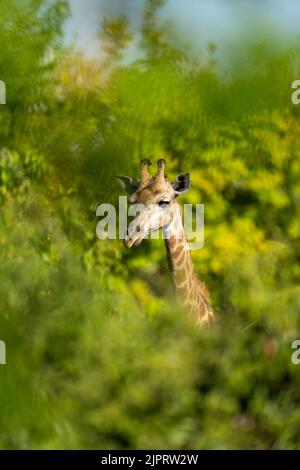 Southern giraffe head and neck in bushes