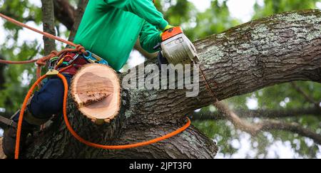 A landscaper is cutting down a tree sitting on a large branch using a chainsaw to cut down other branches of the tree. Stock Photo