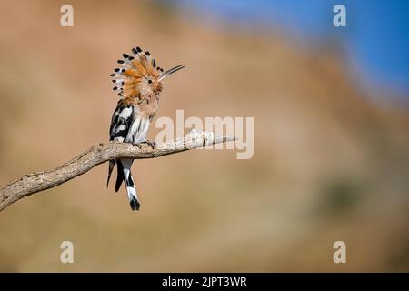 Upupa epops or hoopoe perched on a twig with its crest displayed. Stock Photo