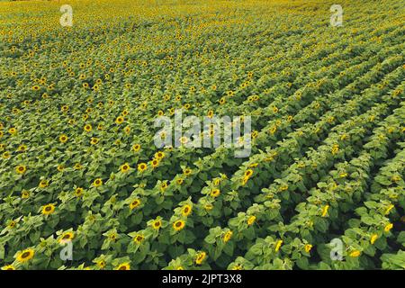 Stunning top view of endless sunflower field seen from aerial perspective. Beauty in nature. Sunflower oil concept. High quality photo Stock Photo