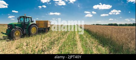 Wide panoramic shot of green tractor and a trailer on the left and untouched rapeseed field on the right. Harvesting season. Summer weather. High quality photo Stock Photo