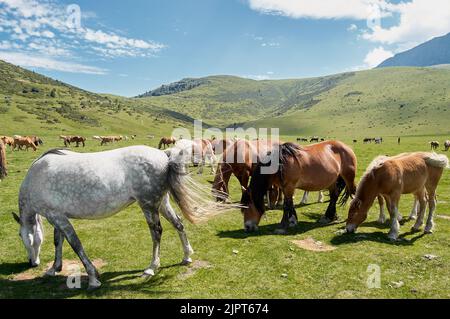 Herd of wild horses grazing in a meadow during springtime under a splendid sun in the country of France. Stock Photo