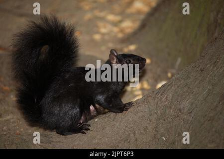 Westliches Grauhörnchen / Western gray squirrel / Sciurus griseus Stock Photo