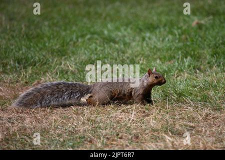 Westliches Grauhörnchen / Western Gray Squirrel / Sciurus griseus Stock Photo