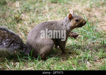 Westliches Grauhörnchen / Western Gray Squirrel / Sciurus griseus Stock Photo