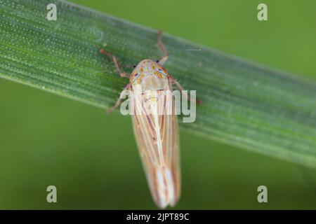 Leafhopper (Cicadellidae) of the genus Mocydiopsis on a cereal plant. Stock Photo