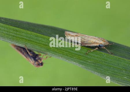Leafhoppers (Cicadellidae) of the genus Mocydiopsis on a cereal plant. Stock Photo