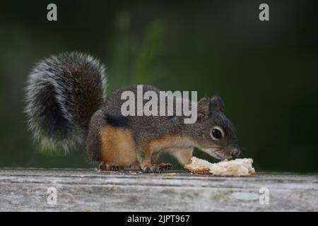Westliches Grauhörnchen / Western gray squirrel / Sciurus griseus Stock Photo