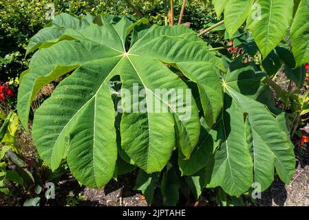 Tetrapanax papyrifer 'Rex', Chinese rice-paper plant 'Rex'. A tree grown for it's huge ornamental foliage. Stock Photo