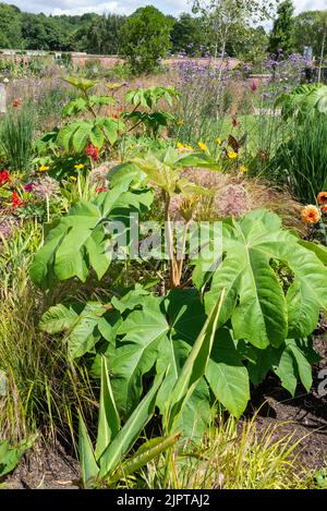 Tetrapanax papyrifer 'Rex', Chinese rice-paper plant 'Rex'. A tree grown for it's huge ornamental foliage. Stock Photo