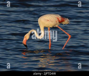 Pink flamingos at sunset in Hyeres, France Stock Photo