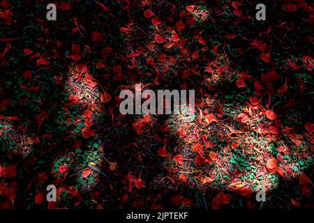 Dark Background with fallen red petals on a green grass with sunbeams Stock Photo