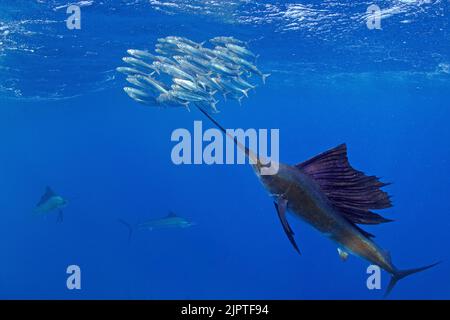 Atlantic Sailfish (Istiophorus albicans), hunting for Sardinas (Sardina pilchardus), Isla Mujeres, Yucatan Peninsula, Caribbean Sea, Mexico Stock Photo